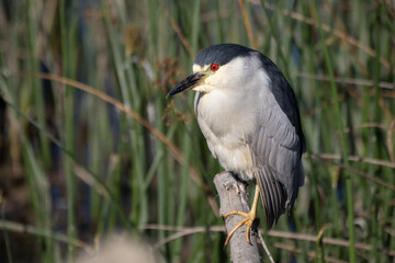 Black crowned night heron easily balances on one leg while perched on a thick vegetation branch in the estuary
