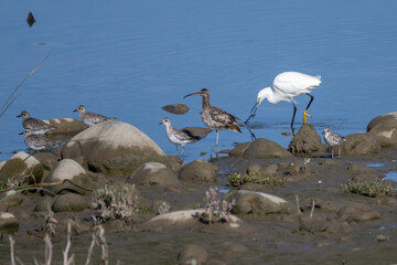 Long beaked Snowy Plover forages along the pond shore with a snowy white egret in the background