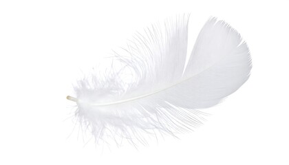 Fototapeta premium White feather on a plain background