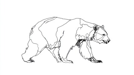 Fototapeta premium Line drawing of a bear