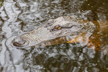 Close up of the Head and Eyes of an Alligator in the Maurepas Swamp, Louisiana, United States