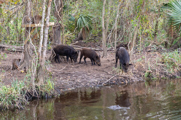 A Sounder or a Herd of Wild Pigs Feeding and Foraging in the Forests of the Maurepas Swamp as an...