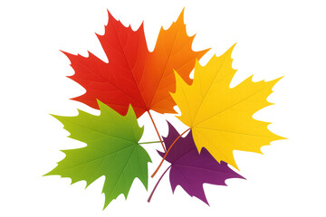 Obraz premium Colorful maple leaves displaying autumn's warm palette, transitioning from green to red against transparent backdrop