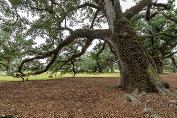 Ancient Live Oak Heritage Tree Spreading its Boughs and Limbs Horizontally Across the Grounds of an Antebellum Southern Plantation on a Cloudy Day