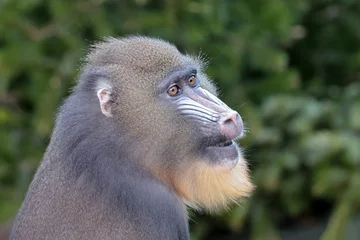 Gardinen Affe close up view of mandrill monkey in the jungle  © Edwin Butter