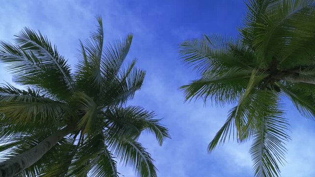 Tropical palm leaves reaching into the vivid blue sky in Port Barton, Philippines Palm trees against deep blue sky in tropical Port Barton, Philippines on a sunny day