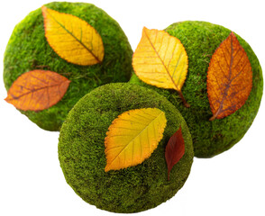 Three Moss balls with autumn leaves isolated on transparent background.