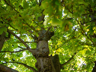Fototapeta premium close up on tree branches with sunlight comming trough
