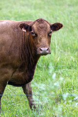 Obraz premium Cattle in rain