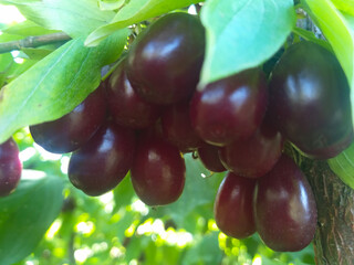 Ripe red cornelian cherries hang on a branch among green leaves, glowing in the summer sunlight. A vivid display of seasonal fruit and natural freshness.