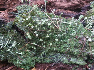 Green moss and lichen growing on a piece of old, decaying wood.