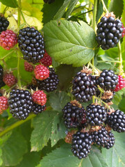 dewberry branch with green leaves and berries in summer sunlight. Ripe black and unripe red fruits...