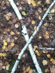 Birch branches lying in a crisscross pattern on the forest floor covered with pine needles, birch...