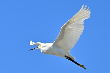 Snowy Egret in Flight against a blue sky