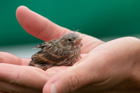 Detalle de polluelo en libertad 