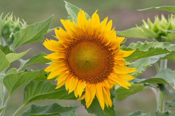 Detalle de planta de girasol