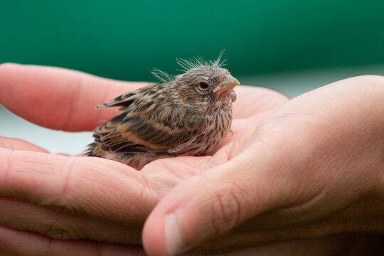 Detalle de p&aacute;jaro silvestre en libertad