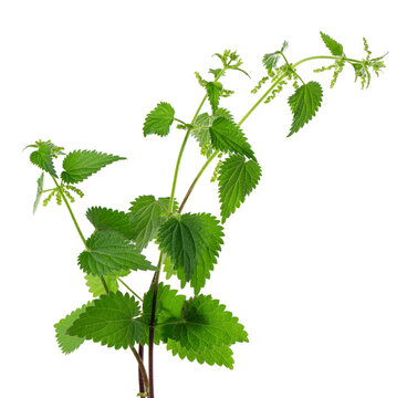 Nettle plant isolated on white background. Green common nettle, burn nettle, stinging nettle or Urtica dioica. Medicinal and culinary herb. Clipping path.