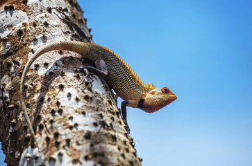 Colorful lizard climbing tropical tree in sunlight