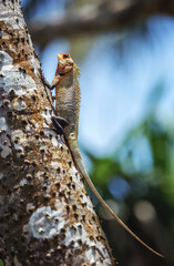 Colorful lizard climbing tropical tree in sunlight