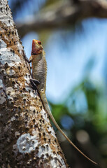 Colorful lizard climbing tropical tree in sunlight