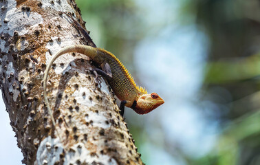 Colorful lizard climbing tropical tree in sunlight