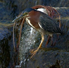 Green Heron