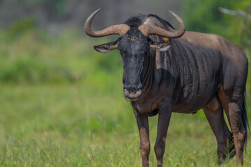 Blue Wildebeest or Gnu in Pilanesberg national park