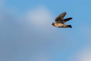 Obraz premium Cliff swallow in flight against a blue sky.