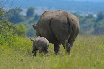 Baby Rhino or Rhinoceros calf with mother in Pilanesberg during safari