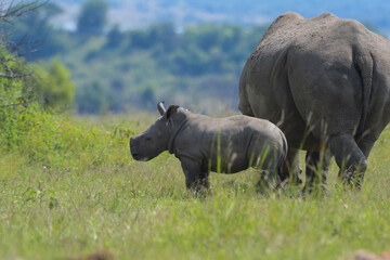 Cute baby Rhino or Rhinoceros during a safari in South Africa