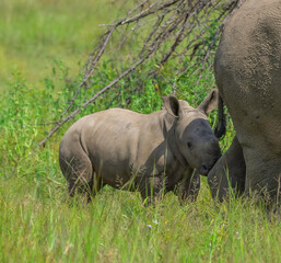 Cute baby Rhino or Rhinoceros during a safari in South Africa