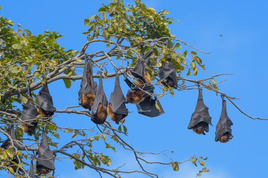 Indian flying fox or fruit bat hanging in bharatpur or Keoladeo national park