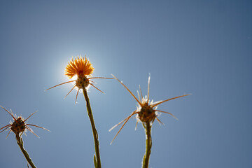 Obraz premium Backlit Star Thistle Against a Clear Summer Sky in Sacramento