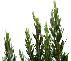 rosemary twigs, isolated on white background