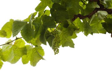 Viticulture of Gran Canaria -  grapes ripening forming, isolated on White