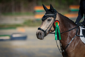 Horse with bridle head portraits, close-up.