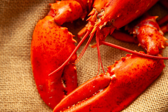 A close-up image of a whole cooked lobster displayed on rustic burlap fabric, showcasing its vibrant red shell and claws.