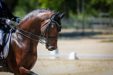 Horse with bridle head portraits, close-up.