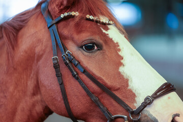 Horse with bridle head portraits, close-up.