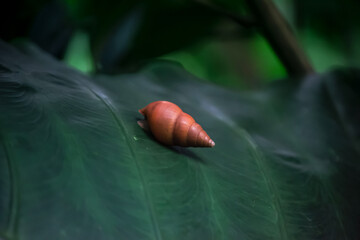 Snail on a tropical leaf in an equatorial forest
