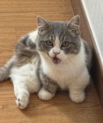 Cute gray and white cat sitting on wooden floor with mouth open, looking directly at camera in...