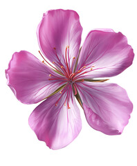 Naklejka premium A single pink flower with five petals, detailed stamen, and delicate shading, isolated on a white background.