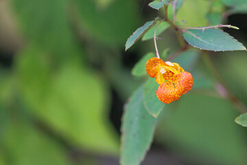 Photo of common jewelweed