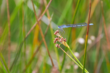 damselfly on plant reed