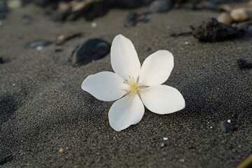 a white flower is laying on a black sand beach
