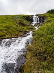 Alaskan Lupines surround small waterfall in Tunhudalur valley outside Isafjordur in the West Fjords of Iceland
