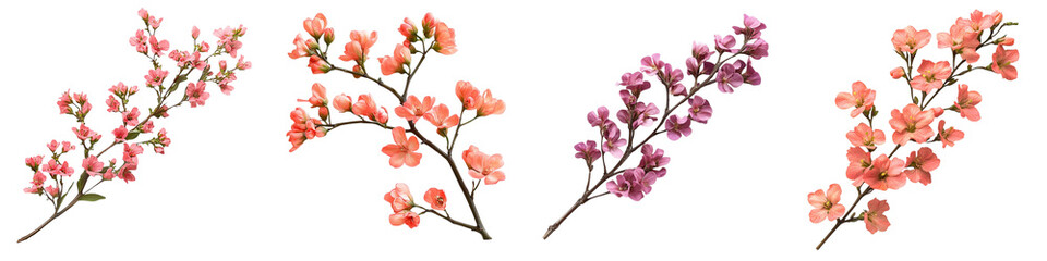 Four flowering quince branches display vibrant pink, peach, and mauve blossoms against a stark background, evoking spring and natural beauty - Isolated on Transparent Background