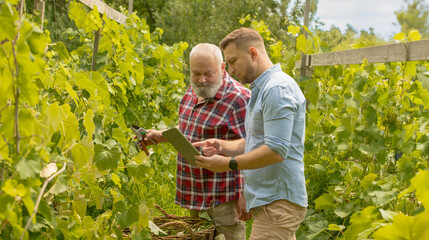two men in a vineyard with a tablet inspecting.an elderly and adult man in a vineyard checking...