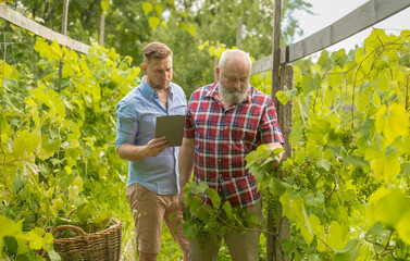 two men in a vineyard with a tablet inspecting.an elderly and adult man in a vineyard checking inspecting the harvest.an adult son with his father together in a vineyard with a tablet and pruning shea